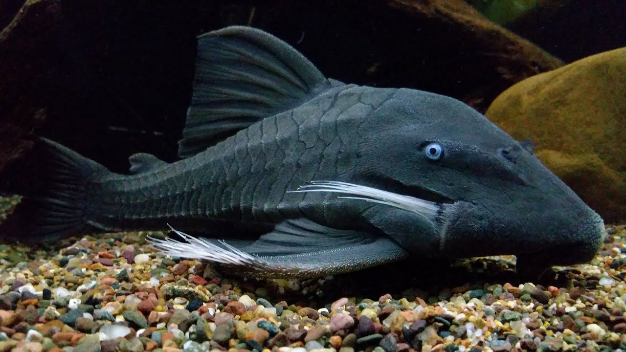 Plecos
